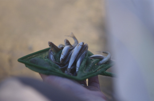 Mark Havnes | Tribune file photo
Endangered woundfin minnow.