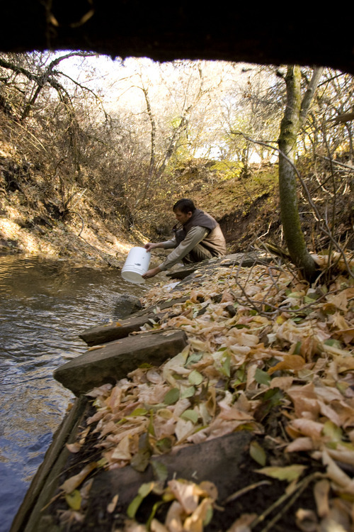 Trent Nelson  |  The Salt Lake Tribune
Mike Slater of the Division of Wildlife Resources stocked Red Butte Creek with 3,000 cutthroat trout now that the cleanup of the oil spill is complete in Salt Lake City on Tuesday, Nov. 22, 2011.