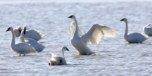 Al Hartmann  |  The Salt Lake Tribune
Tundra swans gather at  Salt Creek Waterfowl Managment Area south of Tremonton. The swans are in the middle of their migration with an estimated 40,000 birds stopping over. The swans can also be seen in large numbers a few miles south at the Bear River Migratory Bird Refuge.