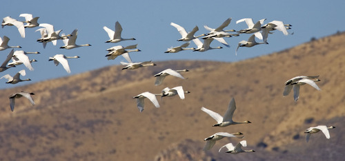 Al Hartmann  |  The Salt Lake Tribune
Flock of tundra swans flies over Salt Creek Waterfowl Managment Area south of Tremonton. The swans are in the middle of their migration with an estimated 40,000 birds stopping over in northern Utah. The swans can also be seen in large numbers a few miles south at the Bear River Migratory Bird Refuge.