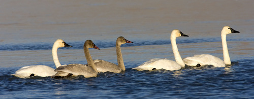 Al Hartmann  |  The Salt Lake Tribune
Juvenile tundra swans with their first-year plumage swim in between adults on Nov. 16 at the Bear River Migratory Bird Refuge West of Brigham City. The swans are in the middle of their migration with an estimated 40,000 birds stopping over in Northern Utah.