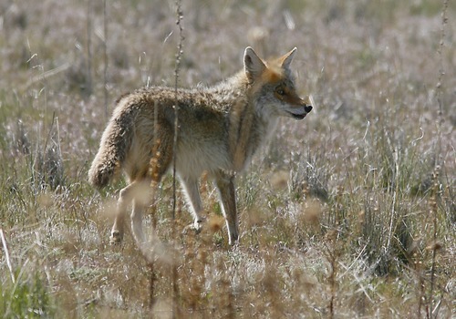 Tribune file photo
A coyote on Antelope Island. Coyotes are found throughout the United States and have been vigorously hunted for over a century. Yet their populations continue to expand.