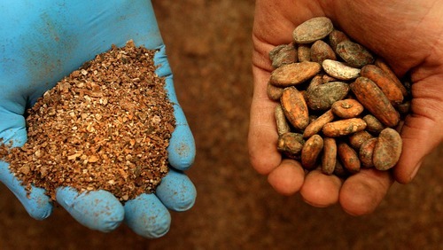 Leah Hogsten | The Salt Lake Tribune  
Ground cocoa beans, left, and whole, roasted cocoa beans, right, are at the heart of the  Crio Bru operation.