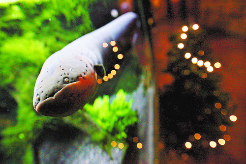 Francisco Kjolseth  |  The Salt Lake Tribune
The Living Planet Aquarium is shocking visitors with its Christmas display that uses an electric eel to flash the lights on its tree. The 