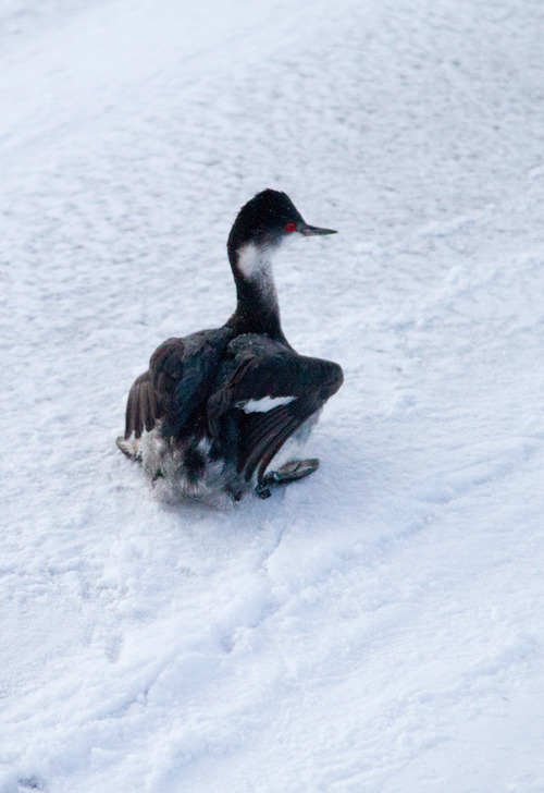Utah Division of Wildlife Services, Lynn Chamberlain  |  The Associated Press

In this photo provided by Utah Division of Wildlife Services, a surviving grebe waddles across the snow Tuesday after thousands of the birds crash-landed throughout southern Utah on Monday night.  Officials say storm clouds above city lights Monday night probably confused thousands of grebes, which are a duck-like aquatic bird that migrates south for the winter. Thousands of the birds were killed, but more than 2,000 had been rescued by Tuesday evening.