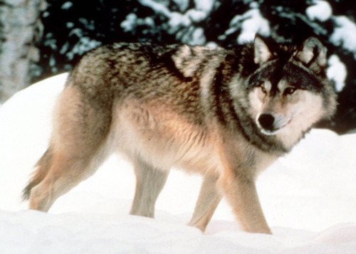 Black vs. gray: What does wolf fur color have to do with climate change ...