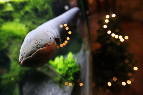 Francisco Kjolseth  |  The Salt Lake Tribune
The Living Planet Aquarium is shocking visitors with its Christmas display which uses an Electric eel to flash the lights on its tree. The 
