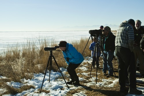 Chris Detrick  |  The Salt Lake Tribune
Jean Witmer and Tom Pilger look at bald eagles during an outing led by Hawk Watch International at Farmington Bay Bird Refuge on Saturday.