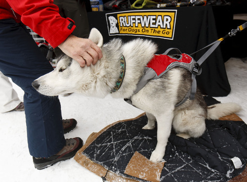 Trent Nelson  |  The Salt Lake Tribune
Shazam gets a rub during a stint at the Ruffwear booth at the Outdoor Retailer All Mountain Demo at Solitude Mountain Resort Wednesday.