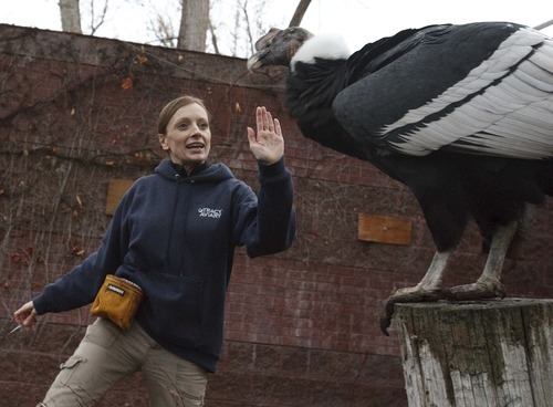 Leah Hogsten  |  The Salt Lake Tribune
Andy the Andean Condor from Tracy Aviary greets the public under the watchful eye and direction of his handler Helen Dishaw while celebrating his 53rd birthday with the public with games, crafts, and cake Saturday at the aviary.