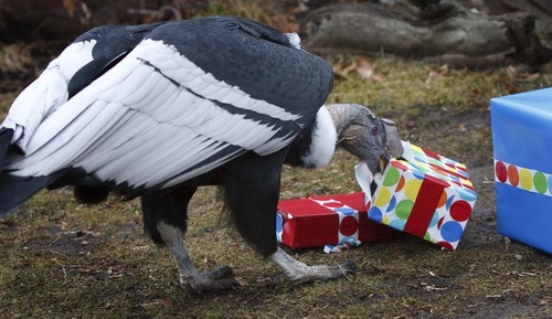 Leah Hogsten  |  The Salt Lake Tribune
Andy, the Andean Condor from Tracy Aviary rips open his birthday presents filled with treats of meat and fish while celebrating his 53rd birthday with the public with games, crafts, and cake Saturday, January 21, 2012 at the aviary.