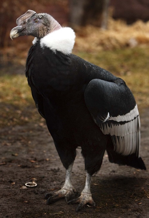 Tracy Aviary condor makes public debut on his 53rd birthday - The 