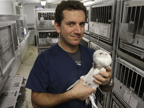 Rick Egan  | The Salt Lake Tribune 

U. biology professor Michael Shapiro, holds an English Pouter pigeon, Thursday, December 15, 2011.  Shapiro studies the genetics of pigeons. His research has found that breeds that have similar appearances can be genetically more distant than those whose phenotypes are far apart.