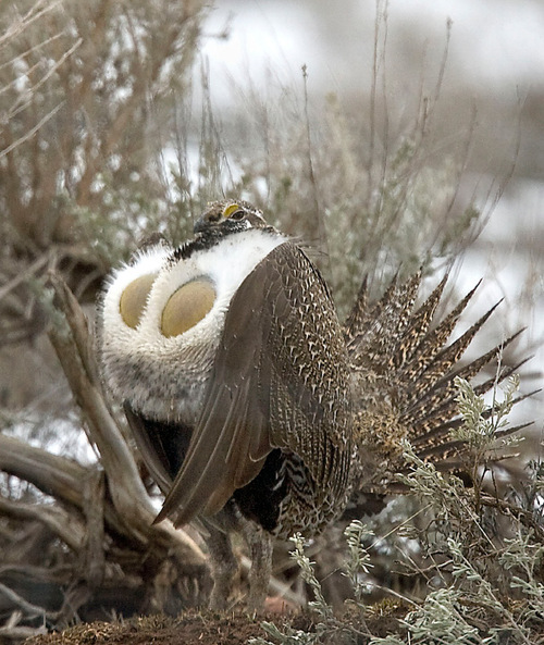 Al Hartmann  |  The Salt Lake Tribune
A male Sage Grouse fans his tail, puffs out his chest and struts for females at a mating ground. Utah is scrambling to pass a conservation plan and take control of sage grouse protection rules before federal guidelines for the potentially endangered bird start harming industry.