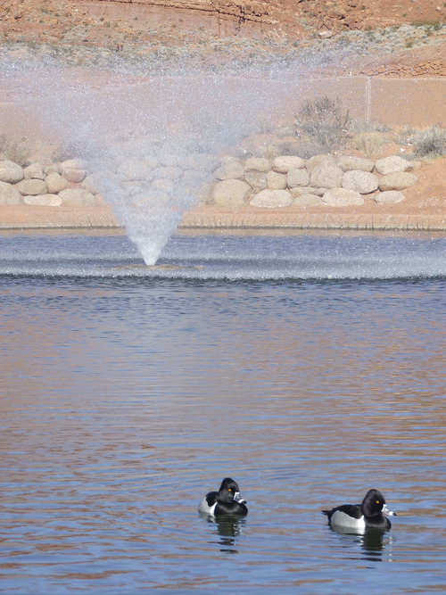 Brandon Loomis | The Salt Lake Tribune
Waterfowl enjoy a break in a St. George artificial fishing pond the creates an oasis in the Mojave Desert. Washington County was one of the fastest-growing communities in the nation before the economic downturn, and local officials say it will be again -- and will need to tap a new water source across the state in Lake Powell.