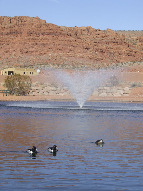 Brandon Loomis | The Salt Lake Tribune
Waterfowl enjoy a break in a St. George artificial fishing pond the creates an oasis in the Mojave Desert. Washington County was one of the fastest-growing communities in the nation before the economic downturn, and local officials say it will be again -- and will need to tap a new water source across the state in Lake Powell.