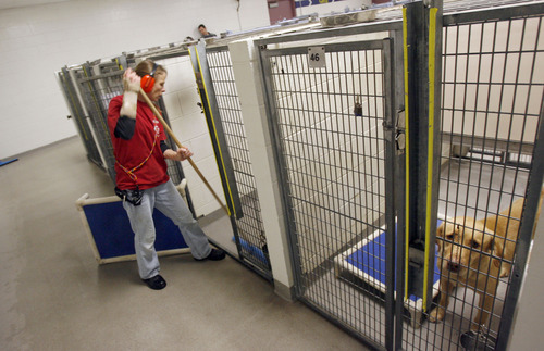 Francisco Kjolseth  |  The Salt Lake Tribune
Animal care specialist Cori Hedelius cleans one of the dog pens at the Salt Lake County Animal Shelter on Thursday. Some animal advocates are asking the West Valley-Taylorsville Animal Shelter to cease use of the gas chamber and set a goal of becoming a no-kill facility. They point to the Salt Lake County Animal Shelter as an example. That shelter offers discount adoptions, works with rescue groups and has longer animal holding times.
