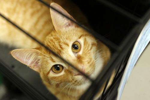 Francisco Kjolseth  |  The Salt Lake Tribune
Hank the cat looks up from its cage at the Salt Lake County Animal Shelter on Thursday as it waits to be adopted. Some animal advocates are asking the West Valley-Taylorsville Animal Shelter to cease use of the gas chamber and set a goal of becoming a no-kill facility. They point to the Salt Lake County Animal Shelter as an example. That shelter offers discount adoptions, works with rescue groups and has longer animal holding times.