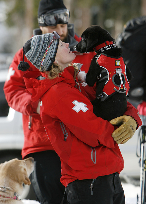 Francisco Kjolseth  |  The Salt Lake Tribune
Lauren Edwards, cuddles 4-month-old Tucker, an avalanche dog in training as she and other local teams of highly-trained avalanche rescue dogs and their handlers gathered at Brighton at the top of Big Cottonwood Canyon on Wednesday, January 25, 2012 to do avalanche victim search drills, beacon searches, helicopter training and classroom sessions conducted by Wasatch Backcountry Rescue (WBR).