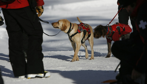 Francisco Kjolseth  |  The Salt Lake Tribune
Local teams of highly-trained avalanche rescue dogs and their handlers gather at Brighton at the top of Big Cottonwood Canyon on Wednesday, January 25, 2012 to do avalanche victim search drills, beacon searches, helicopter training and classroom sessions conducted by Wasatch Backcountry Rescue (WBR).
