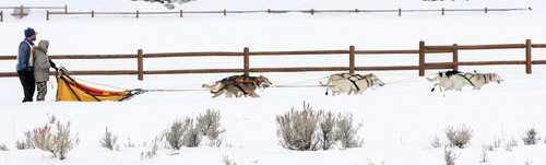 Photo by Leah Hogsten  |  Tribune file photo
Zachary Davis tests his mushing skills in a junior musher dog race in this 2010 file photo. The International Pedigree Stage Stop Sled Dog Race is Saturday in Park City.