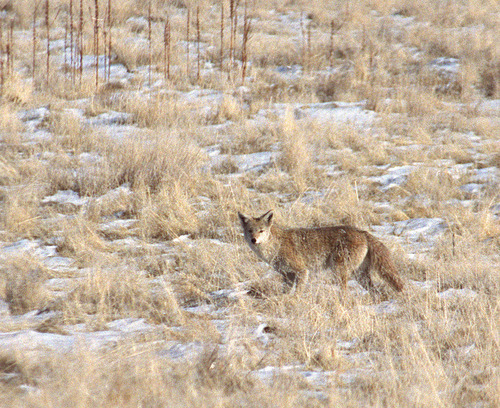 Tribune file photo
A coyote wanders around Antelope Island looking for some grub.