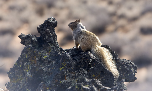 Al Hartmann  |  Tribune file photo
Squirrel sits on a lava flow rock in Snow Canyon State Park. Complaints over lack of access to some areas within the park have prompted a Utah lawmaker to consider sponsoring legislation to overhaul management of the scenic Washington County recreation area.