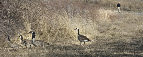 Paul Fraughton | The Salt Lake Tribune
While walking along the Jordan River Parkway trail near 3300 South, a walker comes upon a group of Canada geese.