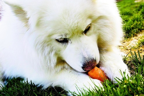 Djamila Grossman  |  The Salt Lake Tribune file photo

Samoyed Sadie chews on a carrot at her owner Julie Bazgan's Cottonwood Heights home, on Thursday,  March 24, 2011.