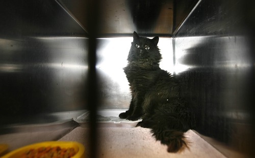 Paul Fraughton | The Salt Lake Tribune
A ferrel cat hides at the back of its cage at the South Salt Lake Animal Shelter on Wednesday, Feb. 29, 2012.