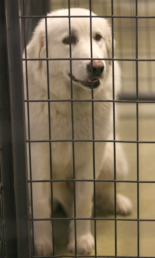 Paul Fraughton | The Salt Lake Tribune.
Faith, a pure bred Great Pyrenees, waits to be adopted at the South Salt Lake Animal Shelter on  Wednesday, Feb. 29, 2012.