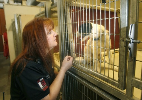 Paul Fraughton | The Salt Lake Tribune
Debbie Pedersen, supervisor of the South Salt Lake Animal Shelter,  interacts with Lucy, a Jack Russell terrier, on Wednesday, Feb. 29, 2012