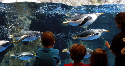 Trent Nelson  |  The Salt Lake Tribune
Penguins swim at The Living Planet Aquarium in Sandy. The aquarium is moving to Draper, and will be getting a zoning approval from the city to make it happen Tuesday.