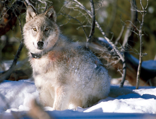 File photo | The Associated Press 

This Jan. 9, 2003 file photo provided by the U.S. Fish and Wildlife Service shows a 130-pound gray wolf as it watches biologists in Yellowstone National Park, Wyo. Hunters in Idaho and Montana killed hundreds of wolves last year, fresh off the animals' congressionally mandated removal from the endangered species list in those states. Even so, the Northern Rocky Mountain wolf population -- considered by federal biologists scientifically recovered for more than a decade -- grew slightly, according to the U.S. Fish and Wildlife Service's annual report on the population reintroduced to Yellowstone National Park and central Idaho in the mid-1990s.