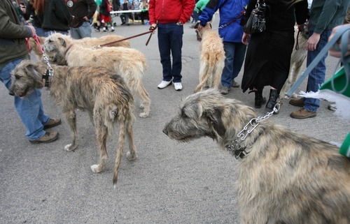 st patricks day wolfhounds