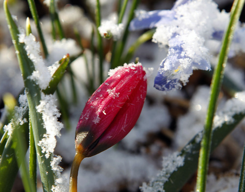Al Hartmann  |  The Salt Lake Tribune
Brrr.... It's Spring......A tulip and miniature Iris pokes through the snow from last nights snow storm in a Sugarhouse garden Tuesday morning.   Tuesday, March 20, 2012, at 1:14 a.m. EDT marks the vernal equinox, and official start of spring.