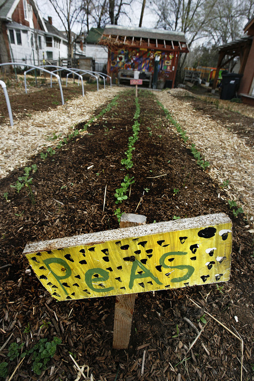 Scott Sommerdorf  |  The Salt Lake Tribune             
Rows of neatly planted peas at the Wasatch Communty Garden, Saturday, March 24, 2012. Having a successful backyard garden requires a plan. Gardeners must map out what plants they want to grow and how much space they need before they put seedlings to soil.