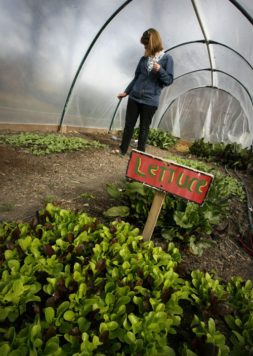 Scott Sommerdorf  |  The Salt Lake Tribune             
Carly Gillespie in the hothouse at the Wasatch Communty Garden, Saturday, March 24, 2012. Having a successful backyard garden requires a plan. Gardeners must map out what plants they want to grow and how much space they need before they put seedlings to soil.
