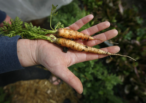 Scott Sommerdorf  |  The Salt Lake Tribune             
Carly Gillespie holds baby carrots that are growing in the Wasatch Communty Garden hothouse, Saturday, March 24, 2012. Having a successful backyard garden requires a plan. Gardeners must map out what plants they want to grow and how much space they need before they put seedlings to soil.