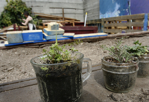 Scott Sommerdorf  |  The Salt Lake Tribune             
Some of the small plants waiting to be put into the raised beds that Occupy SLC is building behind the One World Cafe, Friday, March 23, 2012. Occupiers have started a community garden behind the Cafe to help contribute fresh food.