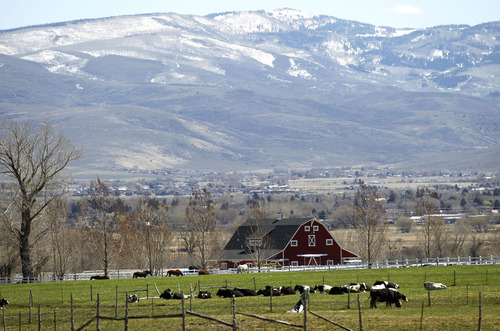 Al Hartmann  |  The Salt Lake Tribune
Milk cows and fields on the west side of the Heber Valley near Midway.  Despite growth the area is trying to maintain a rural atmosphere. Heber City is the nation's seventh fastest-growing micropolitan area, according to the latest Census Bureau estimates.