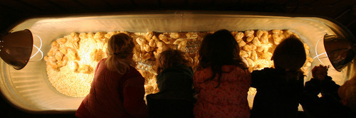 Steve Griffin | The Salt Lake Tribune

Children reach into a trough filled with chicks at the baby animal barn at This Is the Place Heritage Park in Salt Lake City on Thursday, April 5, 2012. The baby animal season kicked off Thursday and will run through Saturday at the park.