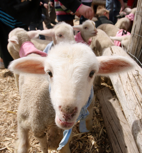 Steve Griffin | The Salt Lake Tribune

Goats, pigs and lambs mix with people outside the baby animal barn at This Is the Place Heritage Park in Salt Lake City on Thursday, April 5, 2012. The baby animal season kicked off Thursday and will run through Saturday at the park.