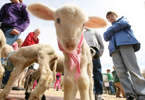 Steve Griffin | The Salt Lake Tribune

Goats, pigs and lambs mix with people outside the baby animal barn at This Is the Place Heritage Park in Salt Lake City on Thursday, April 5, 2012. The baby animal season kicked off Thursday and will run through Saturday at the park.