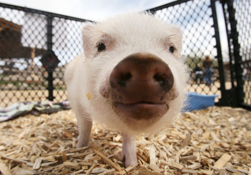 Steve Griffin | The Salt Lake Tribune

A piglet roots around in his pen outside the baby animal barn at This Is the Place Heritage Park in Salt Lake City on Thursday, April 5, 2012. The baby animal season kicked off Thursday and will run through Saturday at the park.