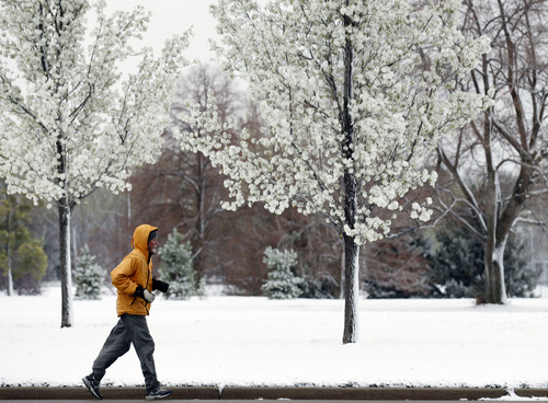 Al Hartmann  |  The Salt Lake Tribune
Runner in foul weather gear takes some excercise in Sugarhouse Park running past flowering trees during Friday morning's snow storm.