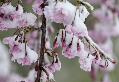Al Hartmann  |  The Salt Lake Tribune
Flowering tree blossoms are encased in snow during Friday morning's snow storm.