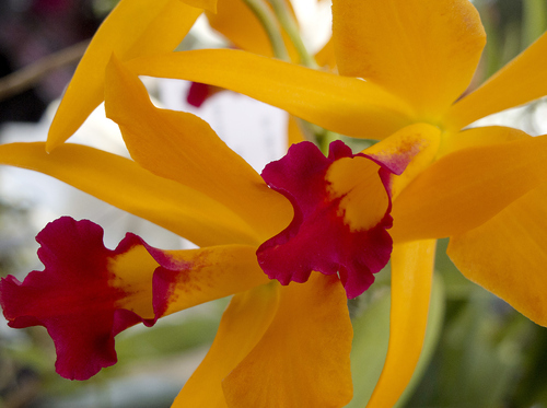 Keith Johnson  |  The Salt Lake Tribune
The Utah Orchid Society's annual show at Red Butte Garden in Salt Lake City features orchids grown primarily in Utah with awards presented to the top orchids in each class. The show and sale continue Sunday.