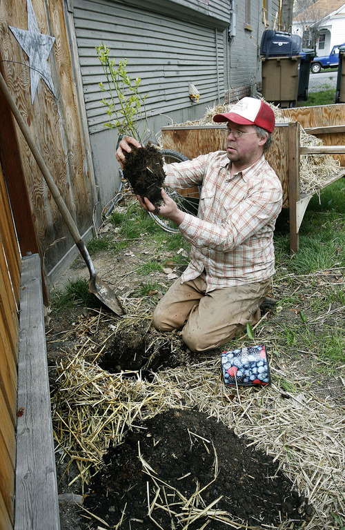 Scott Sommerdorf  |  The Salt Lake Tribune             
Salt Lake City resident Chris Gleason plants a blueberry bush at his Salt Lake City home on March 25, 2012.