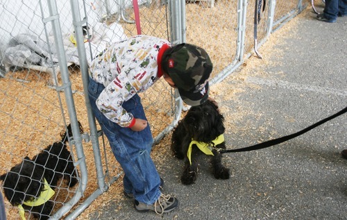 Cold Noses Warm Hearts At Layton Pet Adoption Event The Salt Lake Tribune